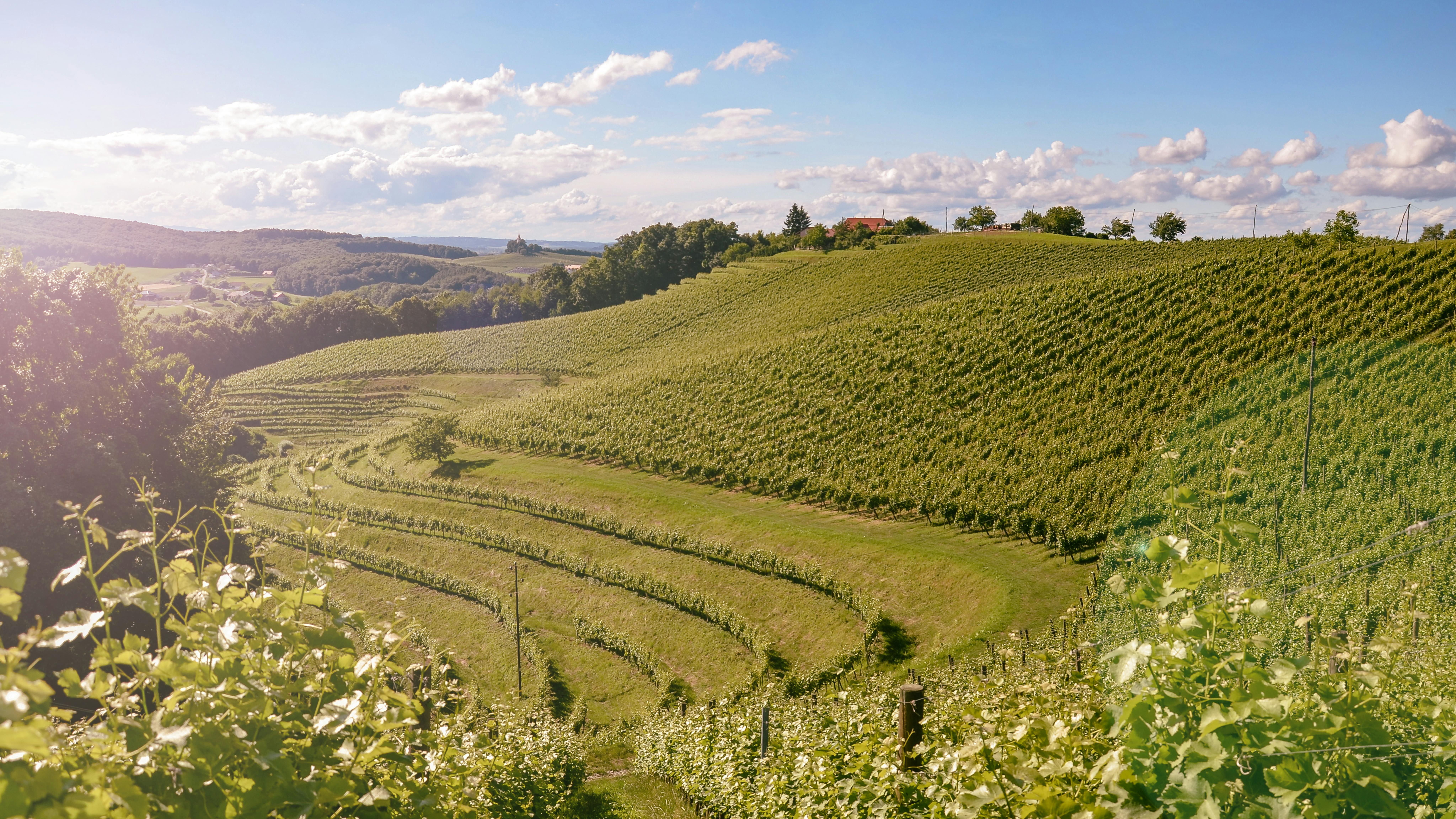 Statera Wine Estate